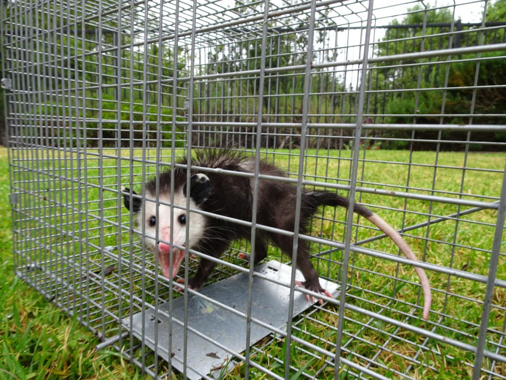 opossum removal