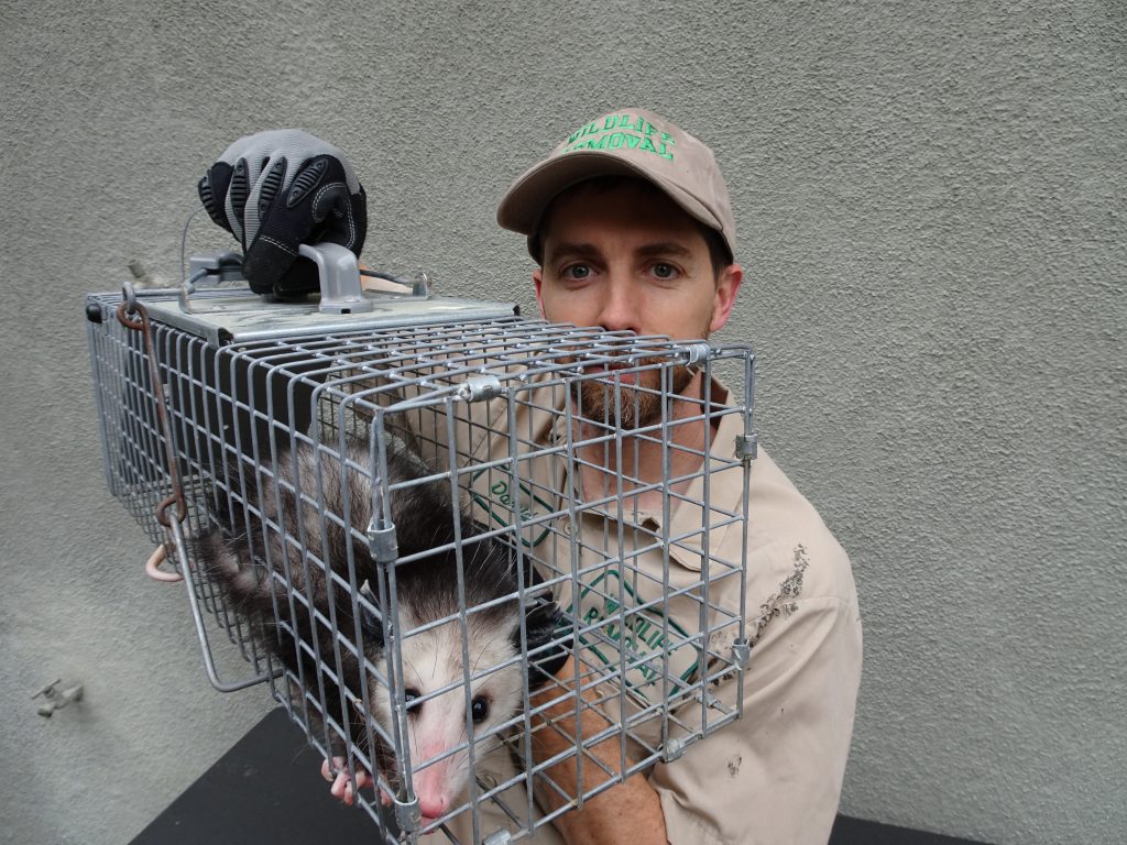 opossum removal