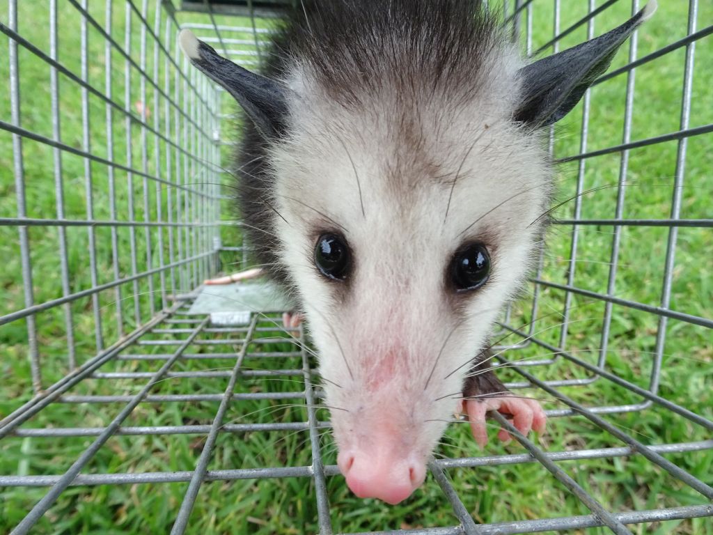 opossum removal