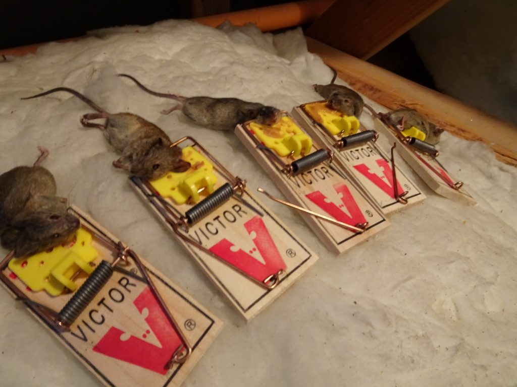 mice removal