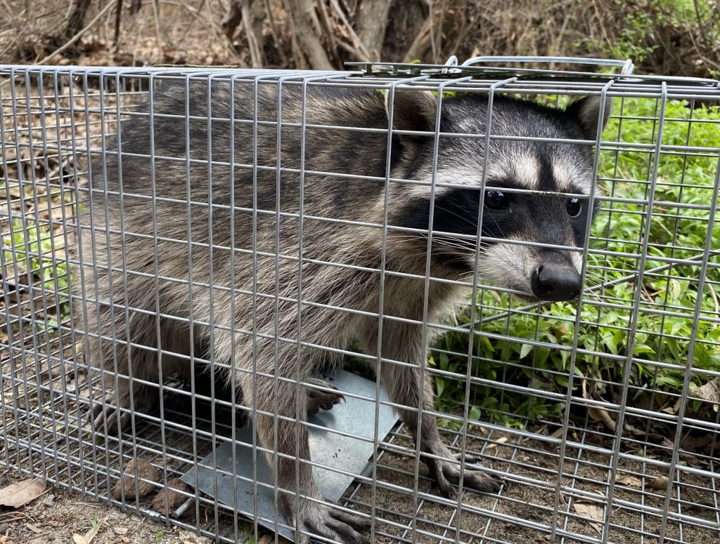 raccoon control