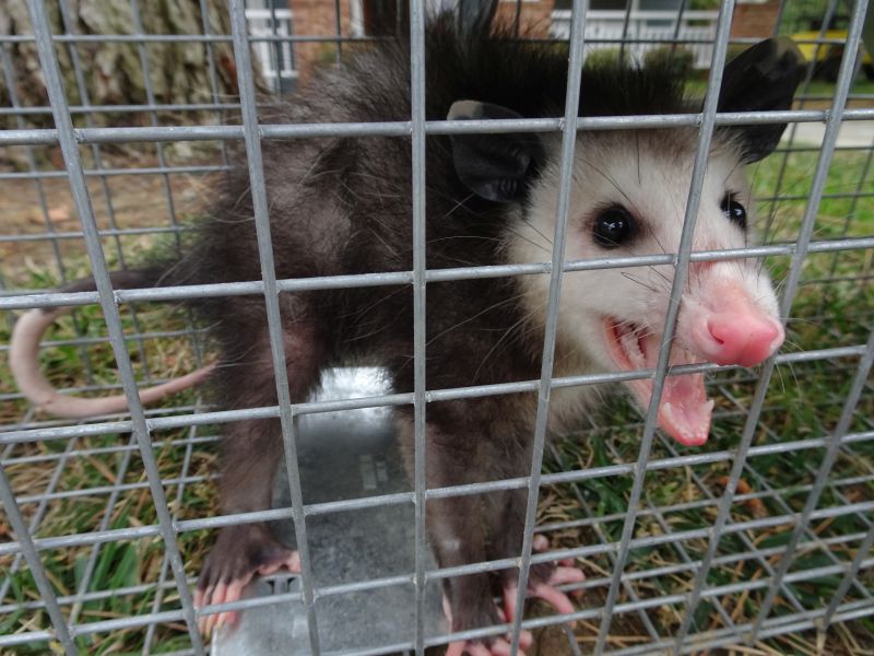 possum_removal