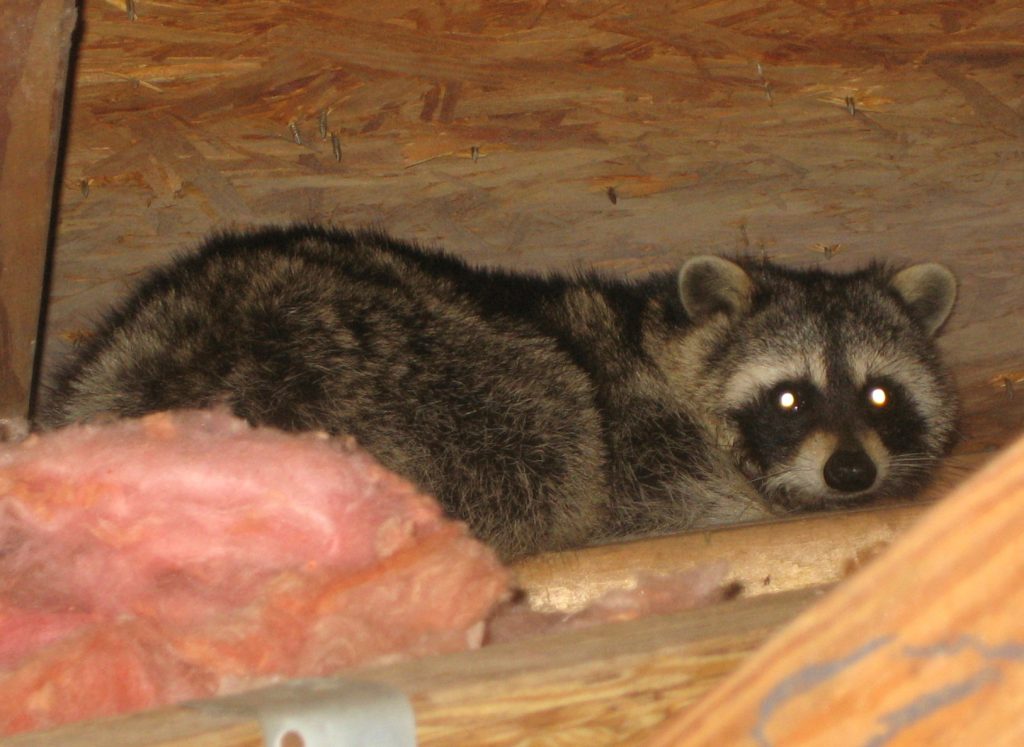raccoon in the attic