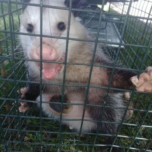 opossums-removal