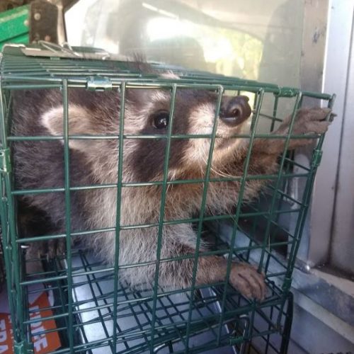 raccoon-removal